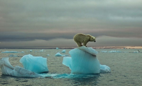Polar_Bear_Svalbard