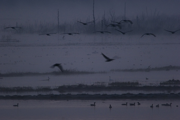 Cranes at lake Hornborga