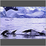 Swim-jumping Gentoo penguins