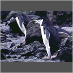 Jumping Chinstrap Penguins