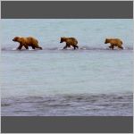 Bears on a row