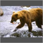 Brown bear with salmon