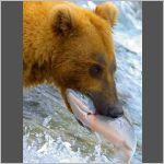 Brown bear and salmon