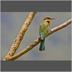 Cinnamon-crested Bee-eater