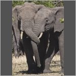Two young elephants