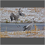 Cranes dancing