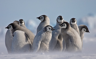 Penguins chicks