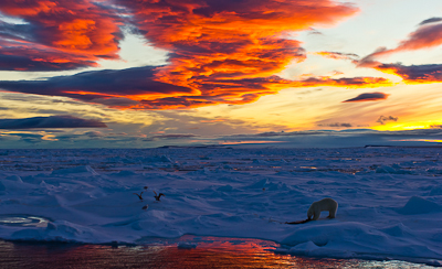 Eating polar bear at red sun